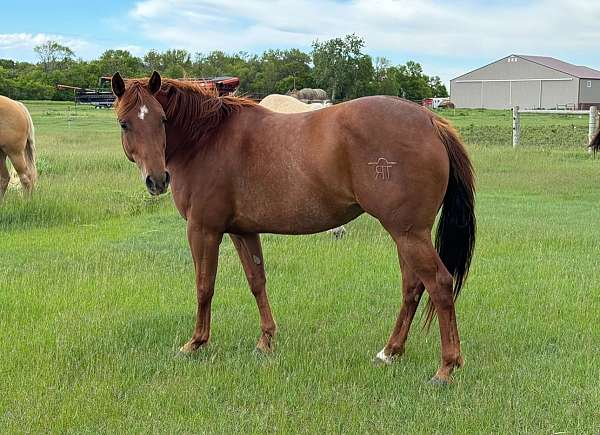 star-pastern-horse