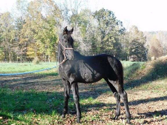 black-friesian-colt