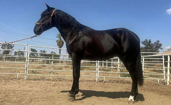 andalusian-stallion