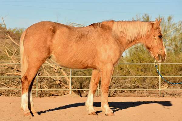 palomino-lesson-trail-riding-horse