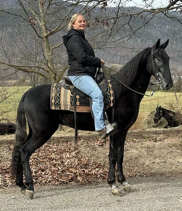 bright-tennessee-walking-horse