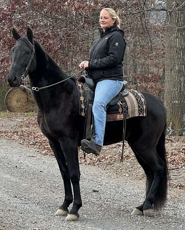 wins-tennessee-walking-horse