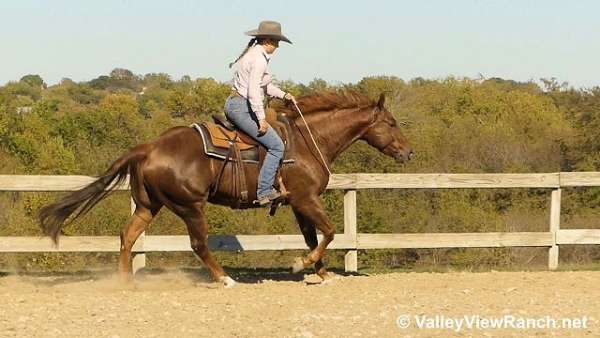 beginner-quarter-horse