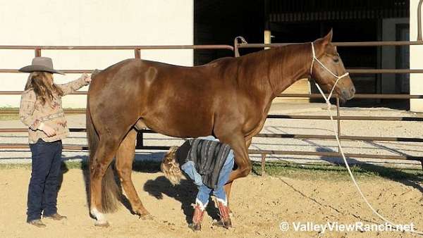 cutting-quarter-horse