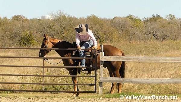 kid-safe-quarter-horse