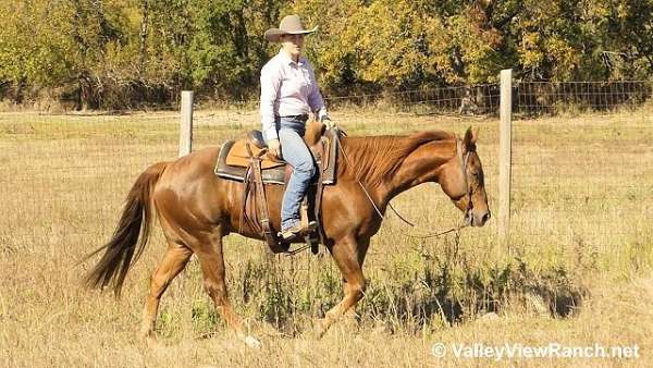 pleasure-driving-quarter-horse