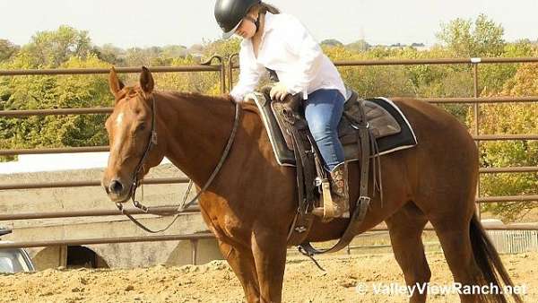 ranch-versatility-quarter-horse