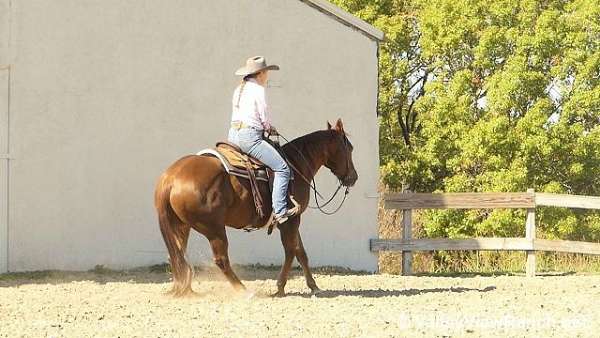 ranch-work-quarter-horse