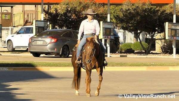 reined-cow-quarter-horse