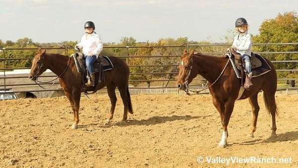 reining-quarter-horse