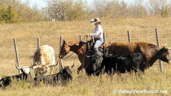 trail-quarter-horse