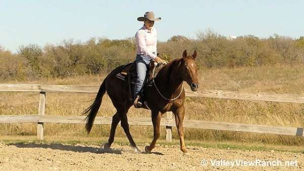 trail-riding-quarter-horse