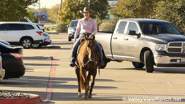 working-cattle-quarter-horse