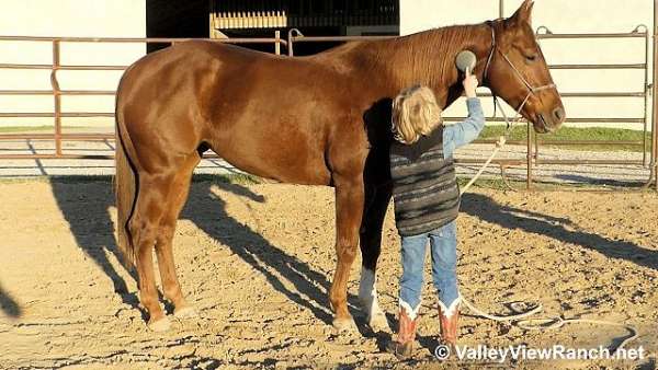 beginner-quarter-horse