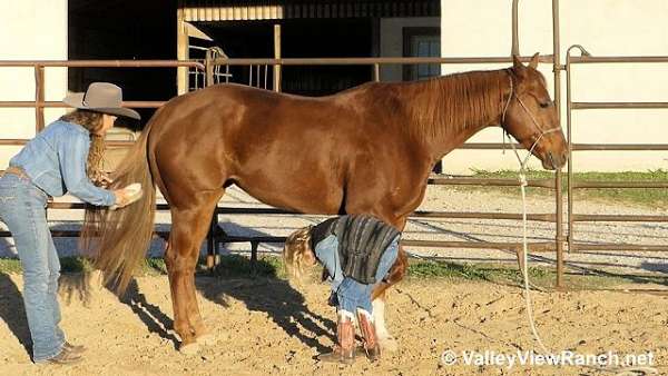 kid-safe-quarter-horse