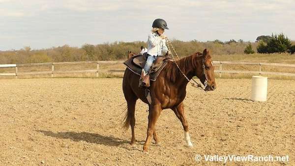 pleasure-driving-quarter-horse