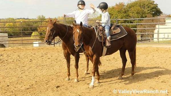 ranch-quarter-horse