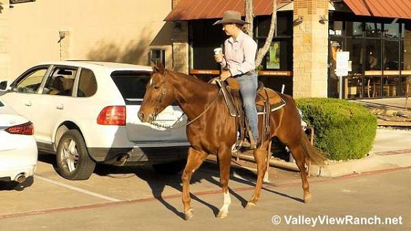 ranch-versatility-quarter-horse