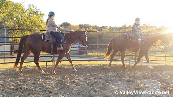 reined-cow-quarter-horse