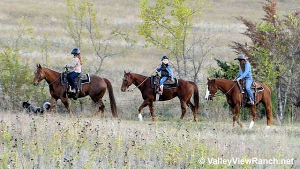 reining-quarter-horse