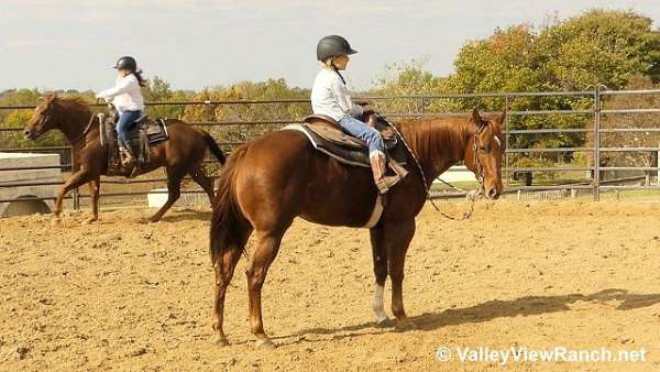 trail-quarter-horse