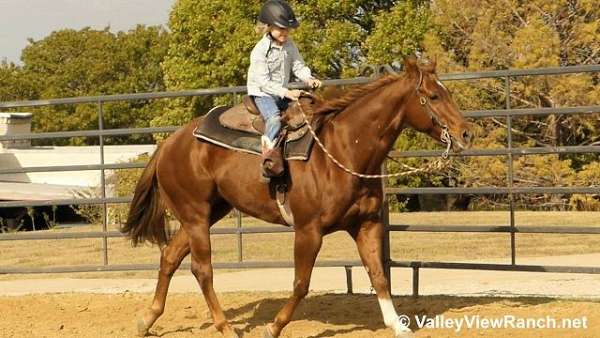 trail-riding-quarter-horse