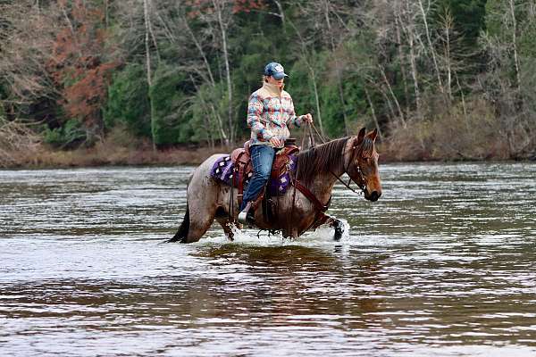 cross-kentucky-mountain-racking-horse