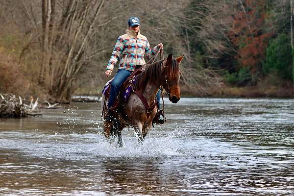 gaited-kentucky-mountain-racking-horse