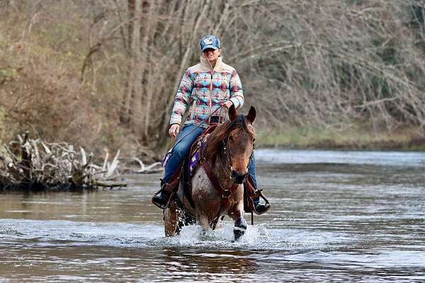 trail-kentucky-mountain-racking-horse