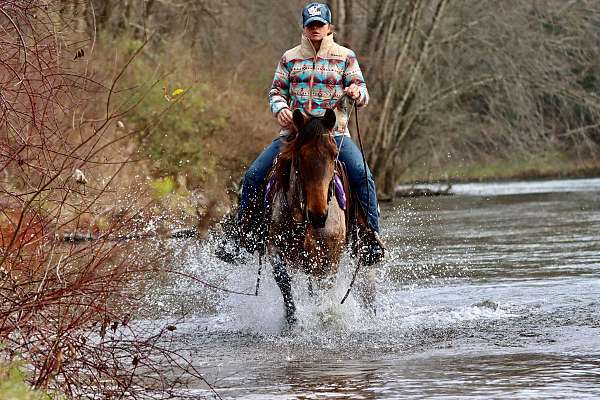 bay-kentucky-mountain-racking-mare