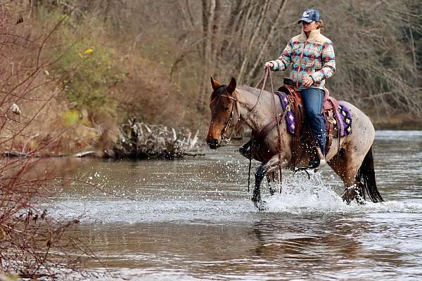 bay-roan-kentucky-mountain-racking-mare