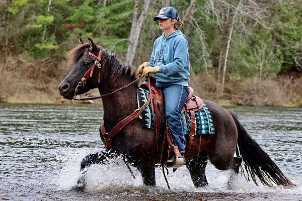 ranch-work-gelding-stallion