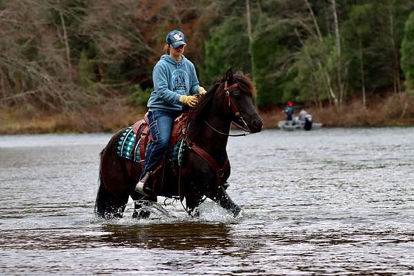 roping-gelding-stallion