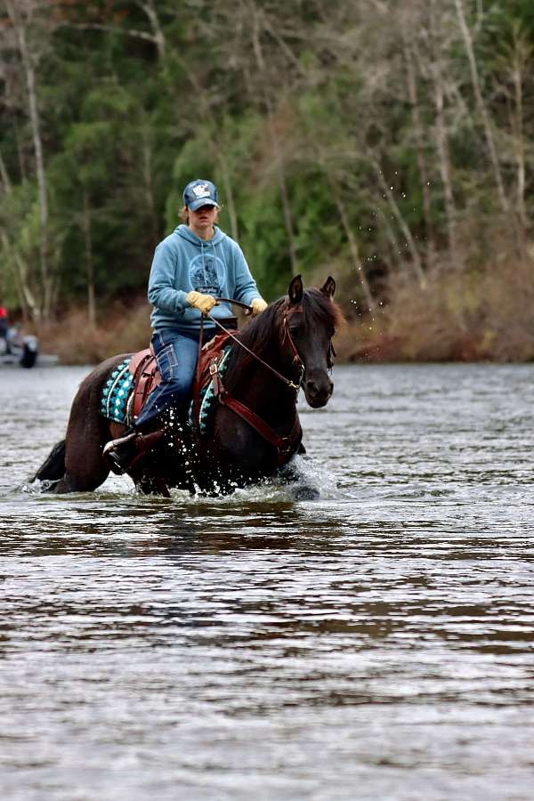 endurance-morgan-horse