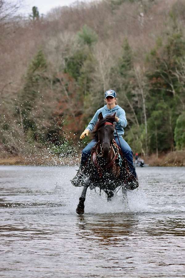 trail-morgan-horse