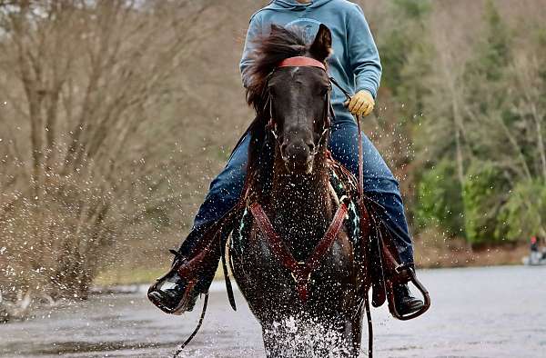 trail-riding-morgan-horse