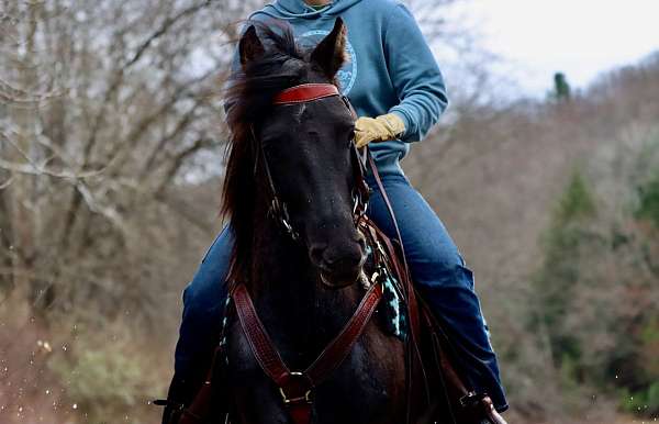 western-riding-morgan-horse