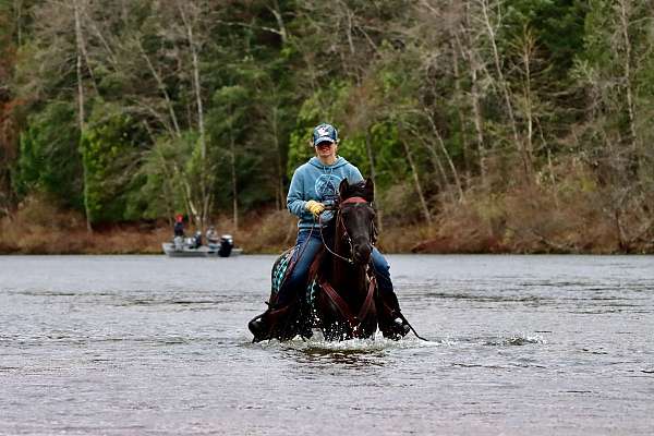 black-morgan-gelding