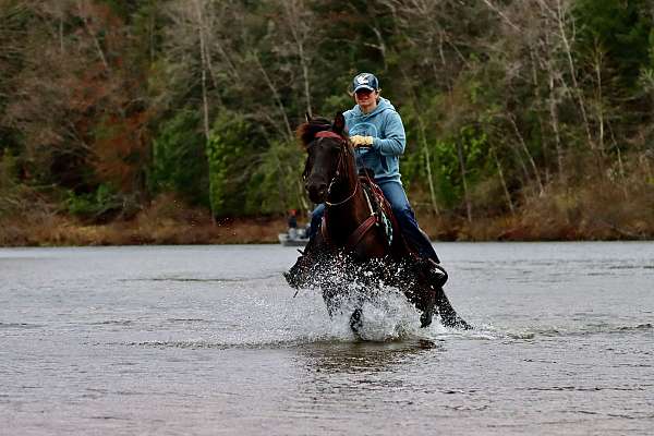 black-endurance-horse