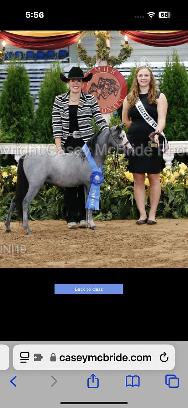 white-champion-youth-horse