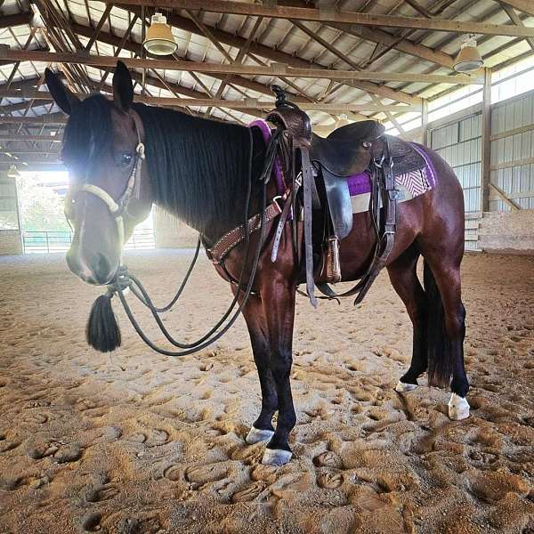 quarter-horse-gelding