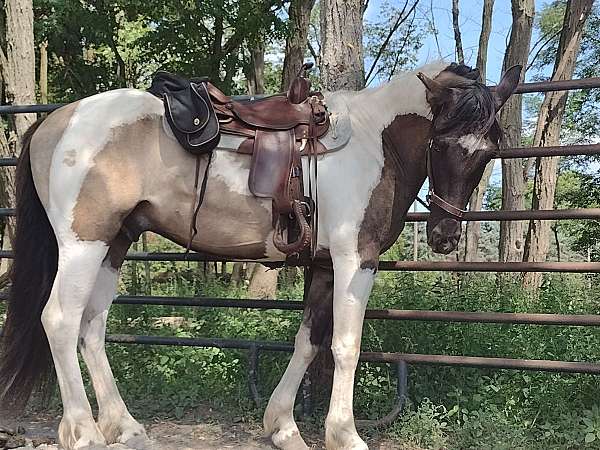 grulla-pinto-gelding