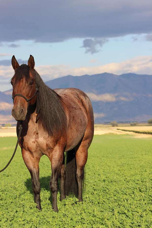 ranch-work-quarter-horse