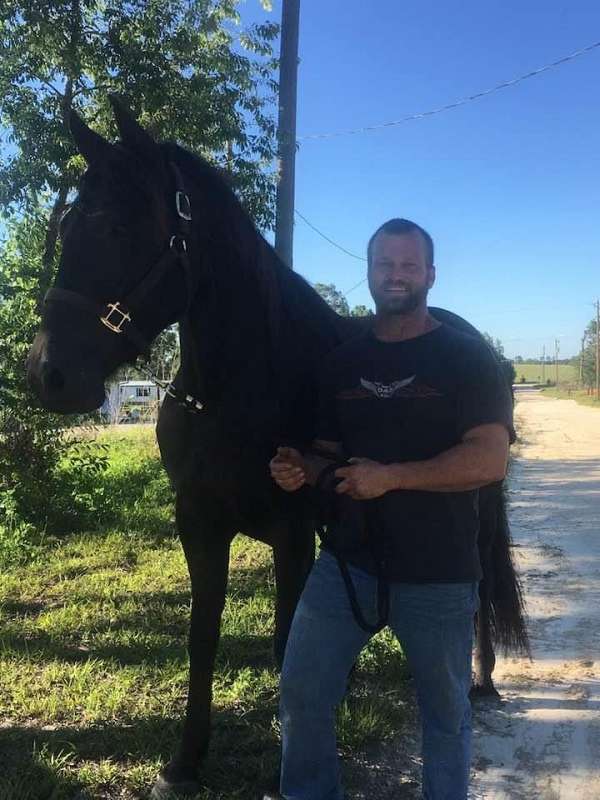 friesian-gelding