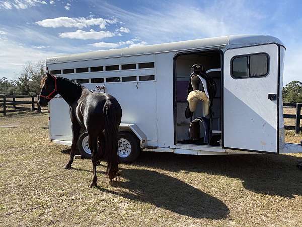 friesian-horse