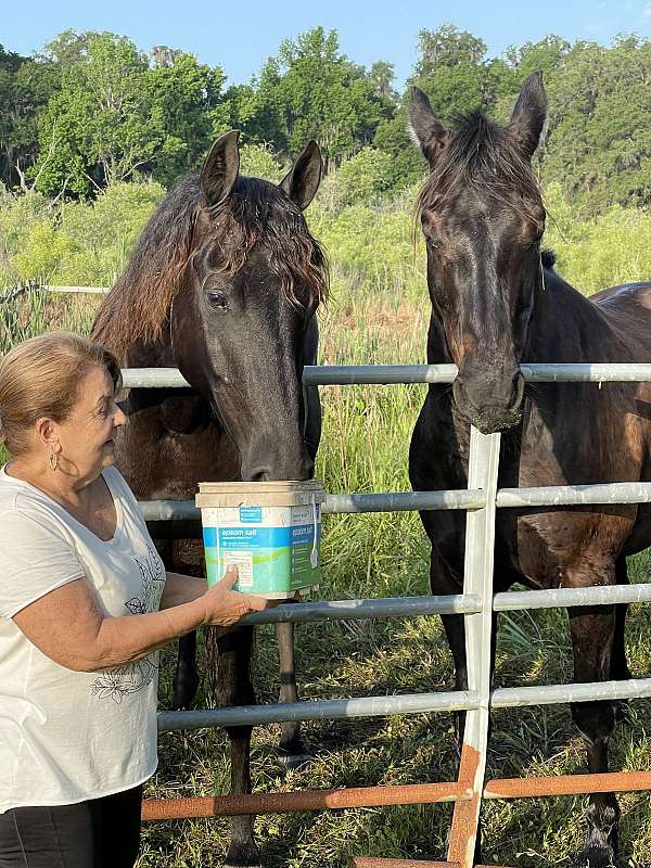 friesian