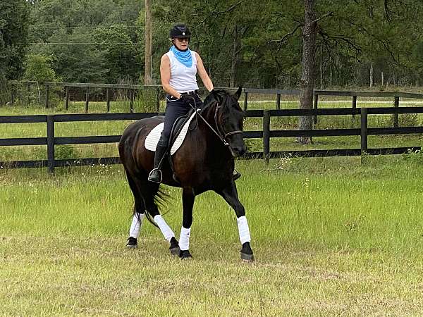 friesian-horse-for-sale