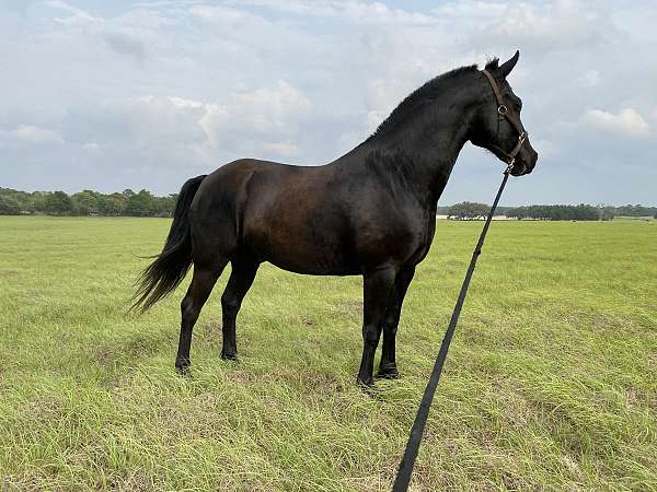 friesian-gelding