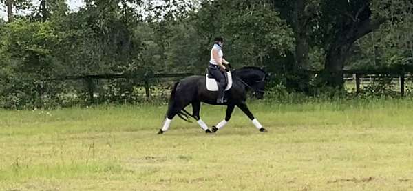 friesian-horse