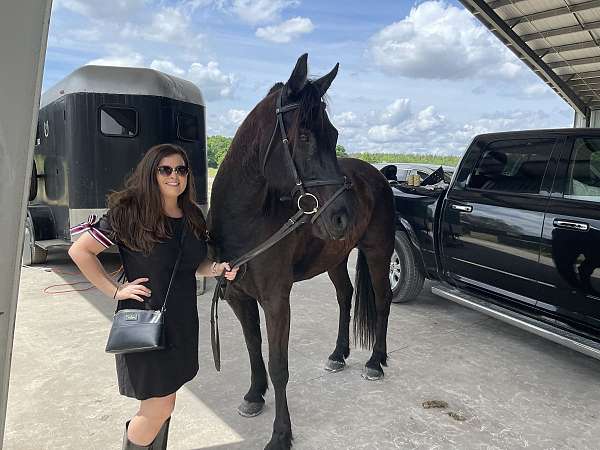 cross-friesian-horse